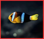 ishrav clargie clown fish pair Clarke Clownfish