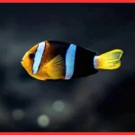 ishrav clargie clown fish pair Clarke Clownfish