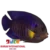 Yellow Fin Pygmy Angel (Centropyge flavipectoralis)