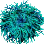 Anemone_Green_torch_purple_long_tentacle