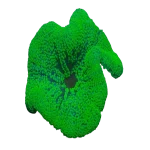 Metallic_Green_Carpet_Anemone__Stichodactyla_haddoni