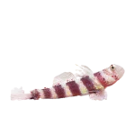 Wheeler's Shrimp Goby