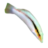 Zig_Zag_Wrasse_Fish_Sale