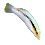 Zig_Zag_Wrasse_Fish_Sale