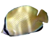 Citron-Butterflyfish
