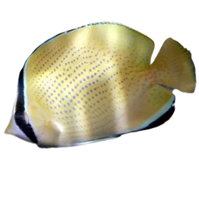 Citron-Butterflyfish