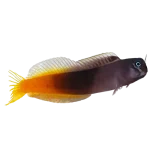 Bicolor Blenny (Ecsenius bicolor)