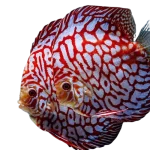 Checkerboard_Pigeon_Discus_Fish