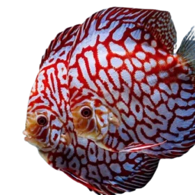 Checkerboard_Pigeon_Discus_Fish