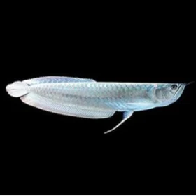 Silver Arowana Fish - 8 inch
