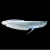 Silver Arowana Fish - 8 inch