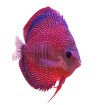 Snakeskin Discus Fish