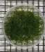 Chetomorpha: The Best Natural Aquarium Filter Improve Water Quality with Chaeto Boost Your Reef Tank with Chetomorpha Natural Algae Control for Marine Aquariums Chaeto Macroalgae – Essential for Your Refugium