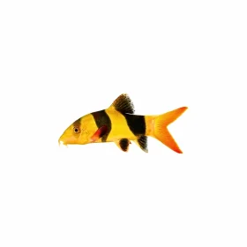 Clown-Loach-Fish-Chromobotia-macracanthus