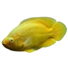 Lemon Yellow Oscar Fish