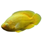 Lemon Yellow Oscar Fish