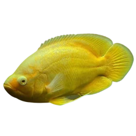 Lemon Yellow Oscar Fish