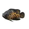 Oscar Black Tiger Fish