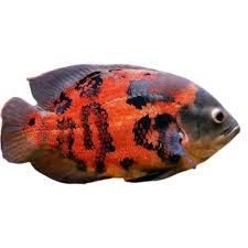 Oscar Black Tiger Fish (10 inch)