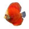 RED-DOLL-DISCUSS-FISH