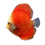RED-DOLL-DISCUSS-FISH