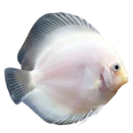 Snow White Discuss Fish