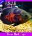 Oscar Black Tiger Fish