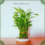 Lucky Bamboo