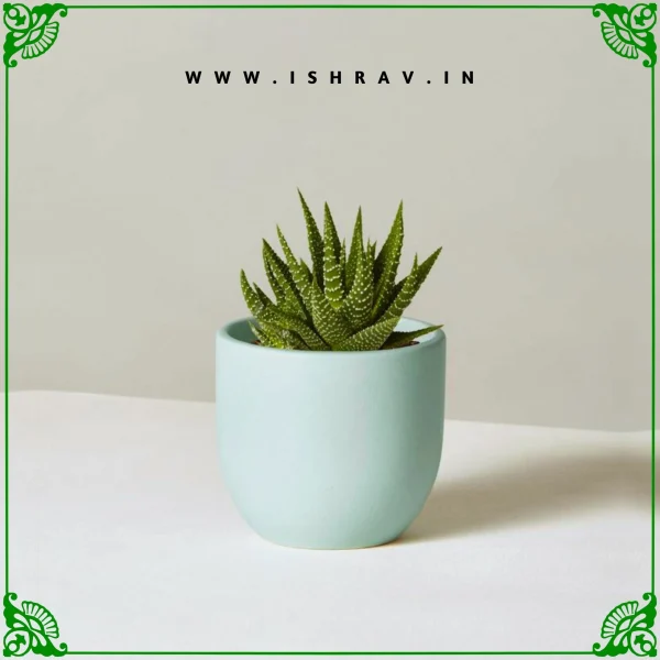 Haworthia Zebra-Vastu Plant
