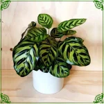 Calathea Orbifolia- Interior Decor