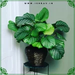 Calathea Orbifolia- Interior Decor