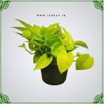 Golden Money Plant- Vastu Sastra Recomended