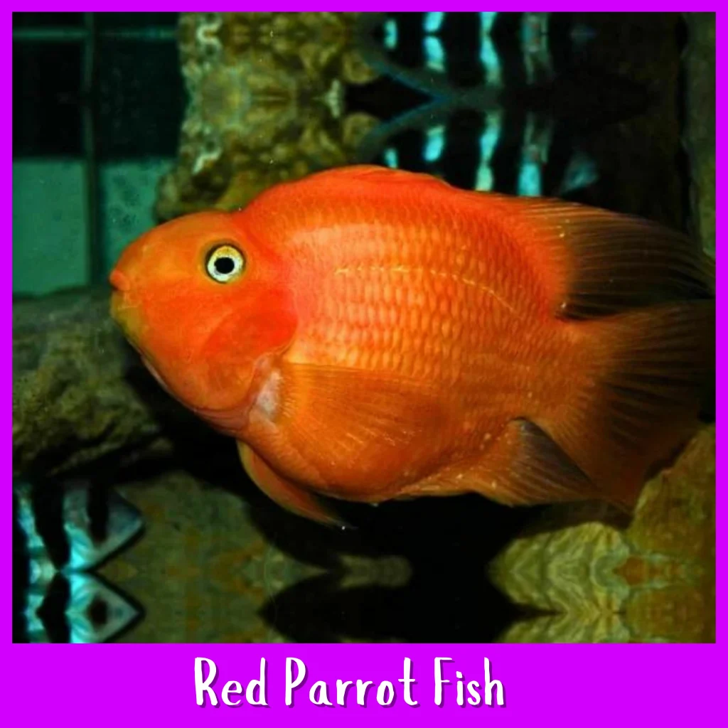 Blood Red Parrot Fish