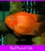 Blood Red Parrot Fish