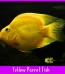 Yellow Parrot Cichlid Fish