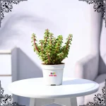 Variegated Jade Mini Plant