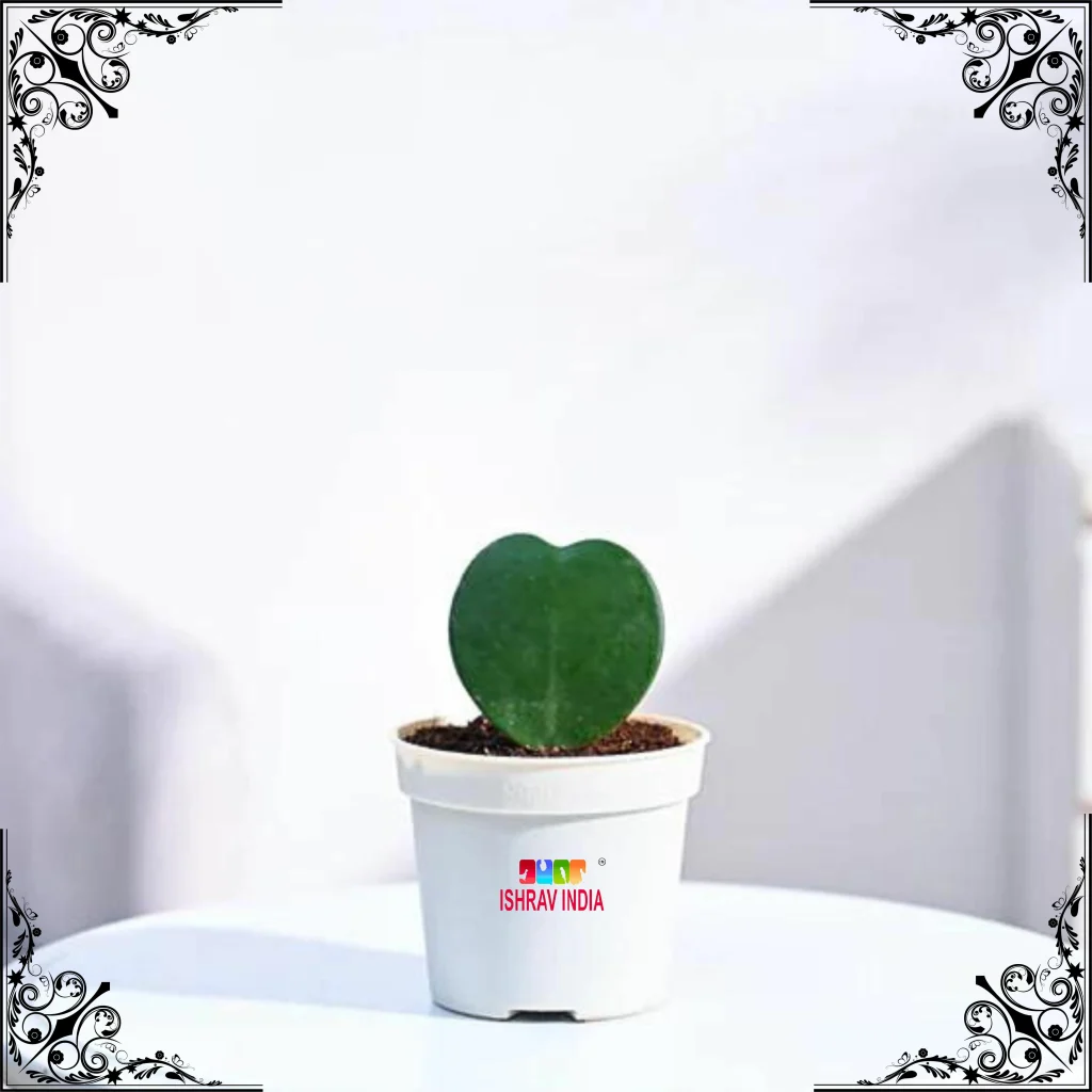 Heart Hoya Plant