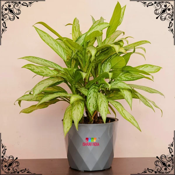 Aglaonema Green