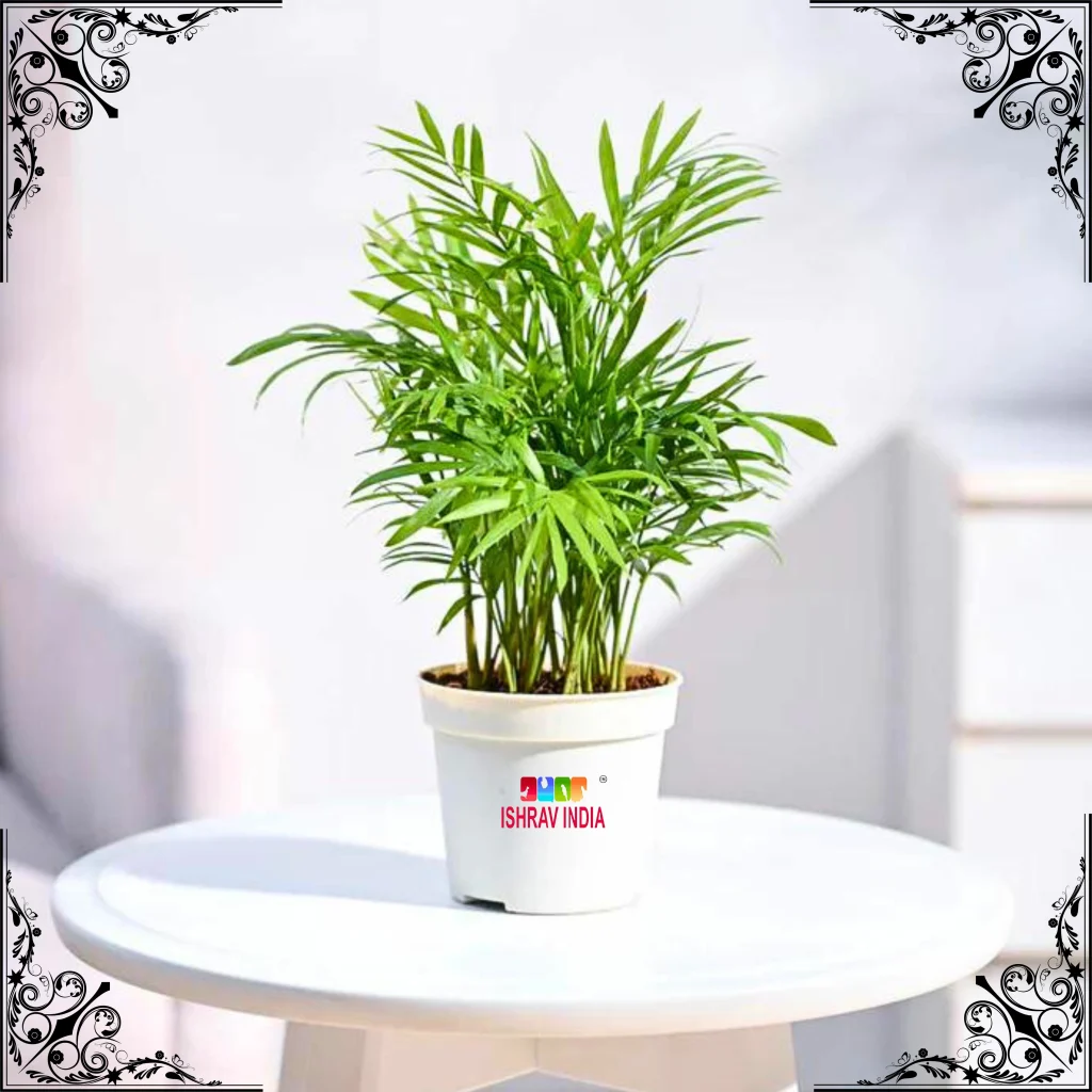 Bamboo Palm Plant