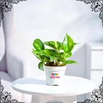 Money Plant Variegated