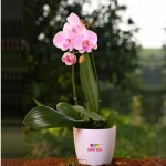 Dendrobium Orchid Plant