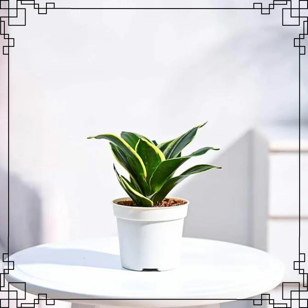 Golden Snake Plant
