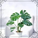 Monstera Deliciosa Plant