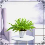 Green Fern Plant - S
