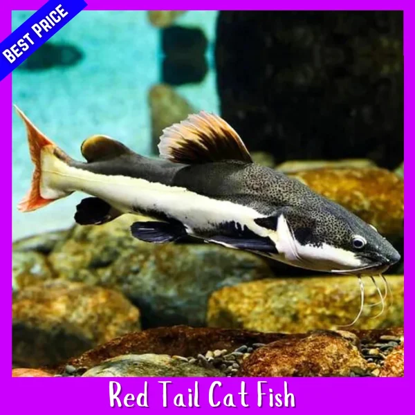 Red Tail Catfish