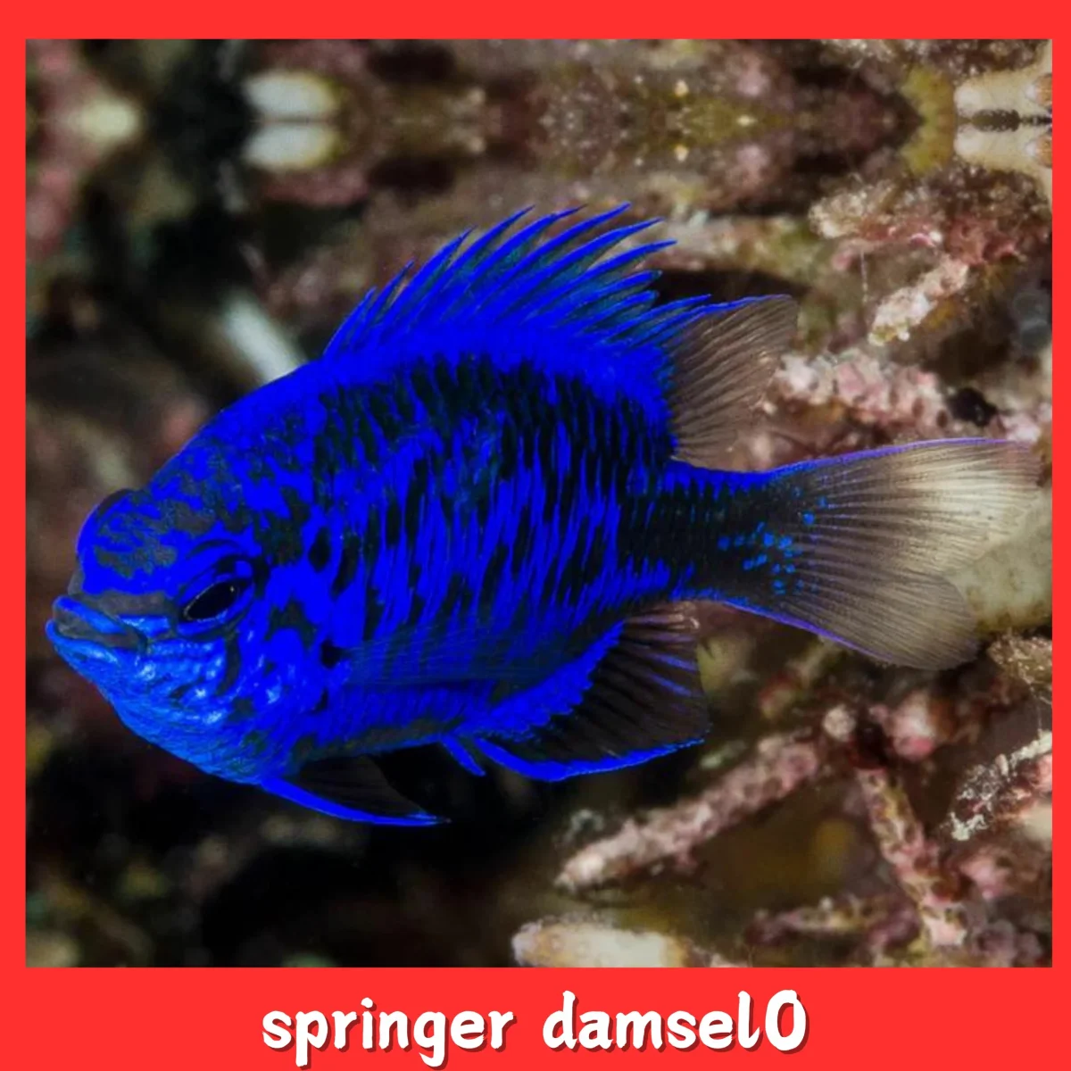 Springer Damsel - Image 1