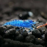 Blue Shrimp