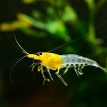 Yellow Shrimp