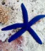 Blue Linckia Starfish XL