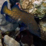 Blue Spotted Grouper Fish
